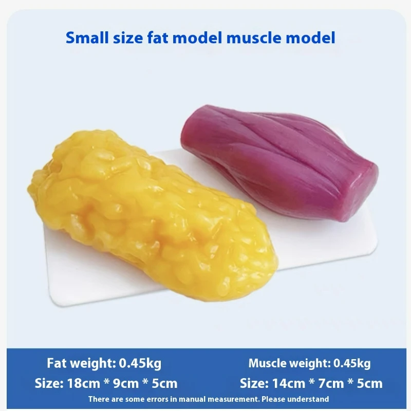 Human Muscle and Fat Replicas  - Nutrition Fitness And Health ulasan dan harga