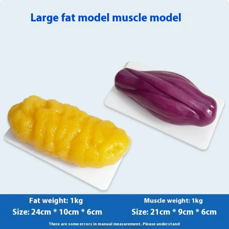Human Muscle and Fat Replicas  - Nutrition Fitness And Health ulasan dan harga